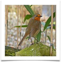 SH ROBIN IN BAMBOO BUSH.JPG - Steve Hodson